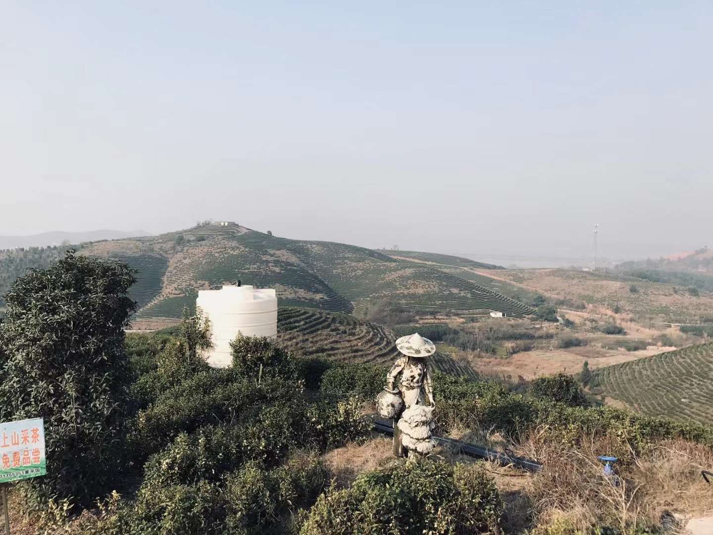 资眼光锁定大冶湖，集团领导探秘金海白茶