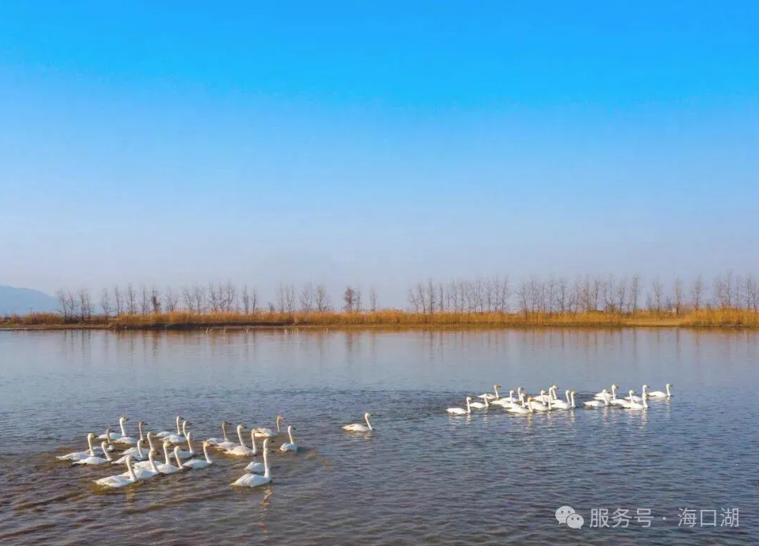 探秘楚江三口遗珠:海口湖的水军往事与蟹逅之旅